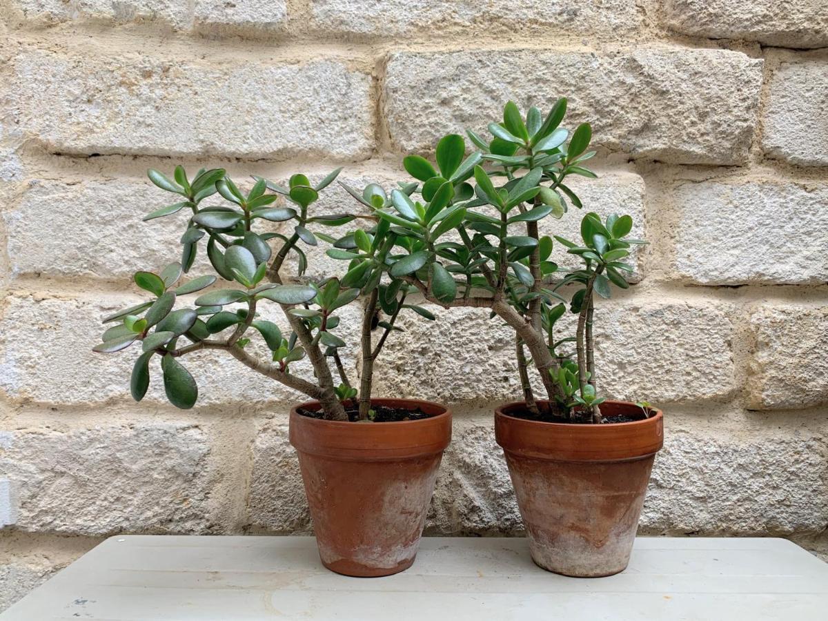 Home Chic Home - La Terrasse Bazille - Netflix Montpellier Eksteriør billede